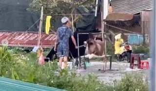 Vụ chú chó chụp ảnh với du khách ở Đà Lạt bị đánh đập dã man: Chính quyền lên tiếng