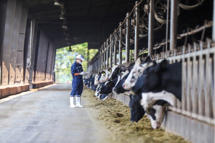 TH true MILK: 'Đánh thức nguồn lực tinh thần quý giá là lòng tự hào dân tộc'