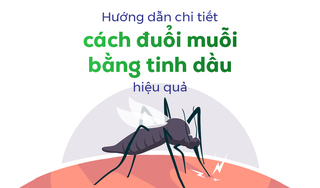 Hướng dẫn chi tiết cách đuổi muỗi bằng tinh dầu hiệu quả