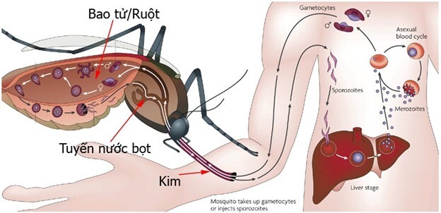 Sốt xuất huyết là bệnh truyền nhiễm: Học nhanh cách phòng tránh