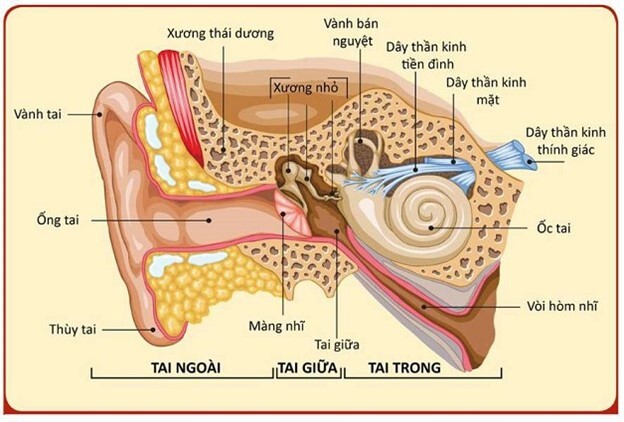 Bị rối loạn tiền đình uống gì để “tạm biệt” cơn chóng mặt, đau đầu?