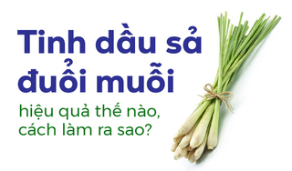 Tinh dầu sả đuổi muỗi hiệu quả thế nào, cách làm ra sao?