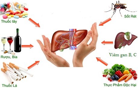 Những nguyên nhân gây bệnh gan và biện pháp bảo vệ gan