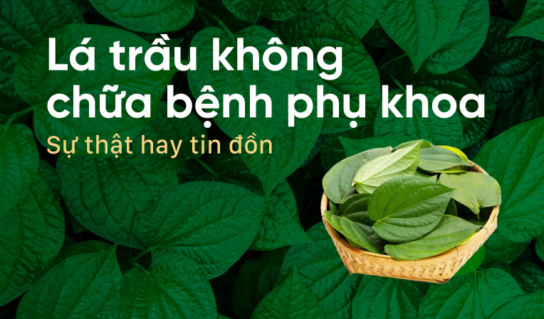 Lá trầu không chữa bệnh phụ khoa: Sự thật hay tin đồn?