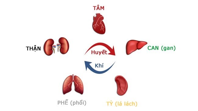 Bổ huyết là gì? 4 vị thuốc bổ huyết quen thuộc trong Đông y