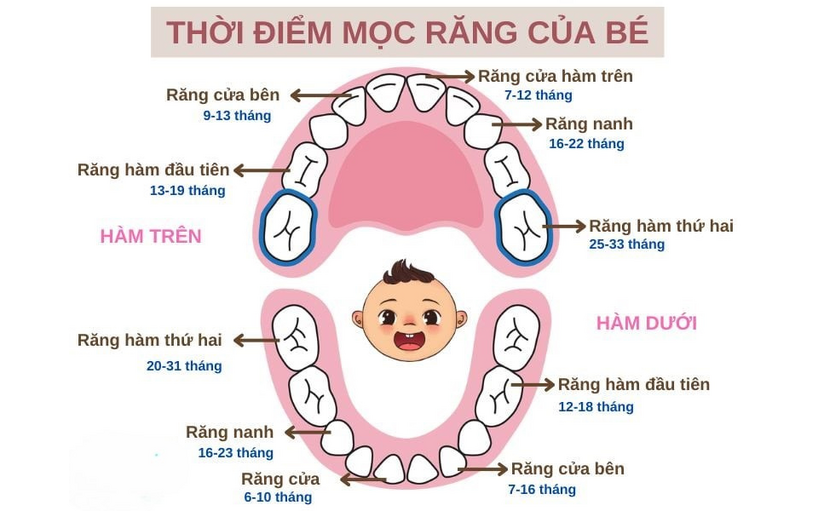 Trẻ bị sốt khi mọc răng: Những điều bố mẹ cần biết