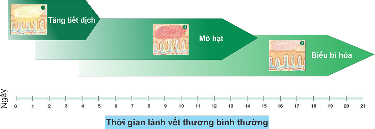 Giả mạc vết thương là gì: Tìm hiểu về lớp màng bảo vệ vết thương