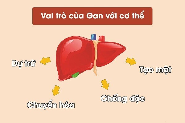 Giải pháp tăng cường chức năng gan trong mùa tiệc tùng cuối năm