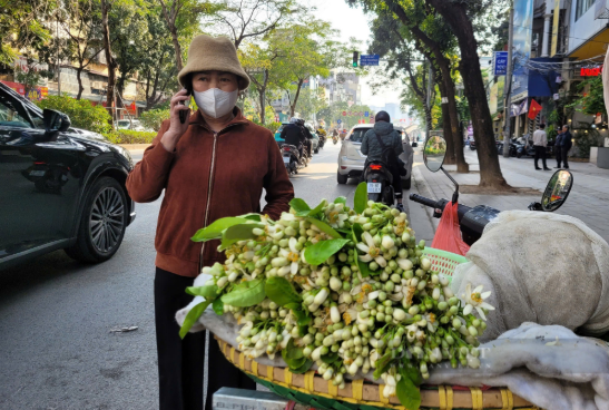 Chán đào quất, người Hà Nội săn lùng loài hoa nhà quê giá gần nửa triệu đồng/kg về chơi sau Tết