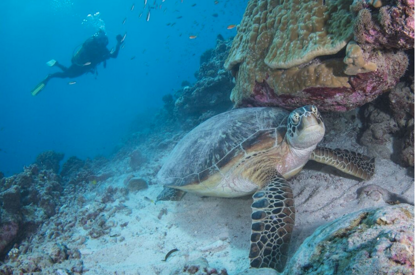 Hòn đảo đẹp ngoạn mục ngang Maldives