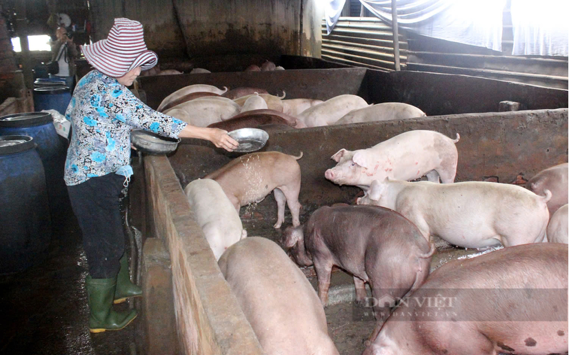 Giá lợn hơi tăng cao, bán 1 con người nuôi lãi 3-4 triệu đồng, giám đốc HTX nói rõ nguyên nhân