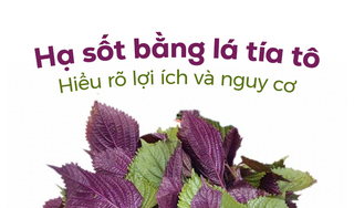 Hạ sốt bằng lá tía tô: Hiểu rõ lợi ích và nguy cơ