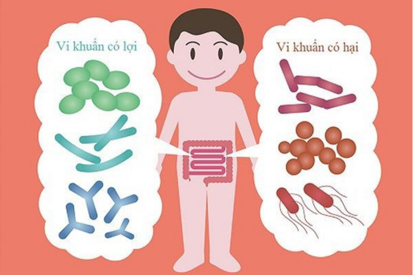 Vai trò của vi khuẩn có lợi cho đường ruột