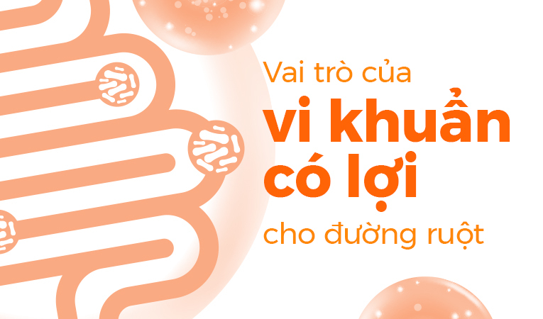 Vai trò của vi khuẩn có lợi cho đường ruột