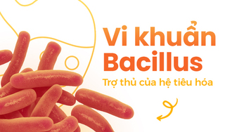 Vi khuẩn Bacillus: Trợ thủ của hệ tiêu hóa