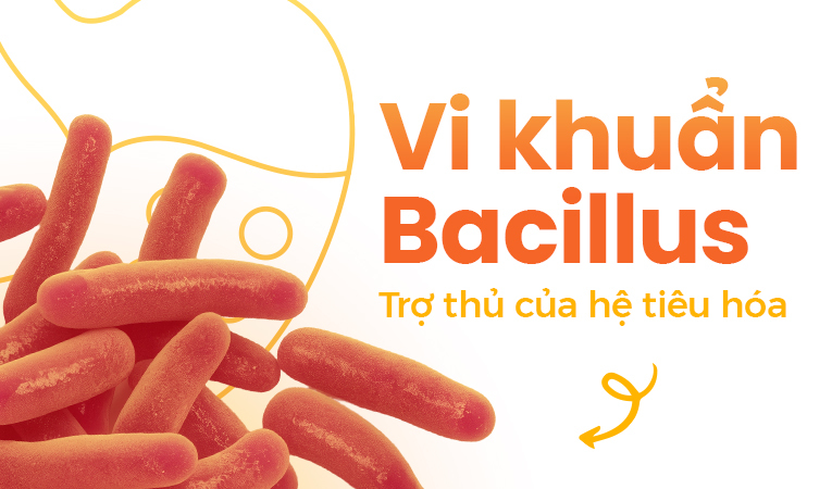 Vi khuẩn Bacillus: Trợ thủ của hệ tiêu hóa