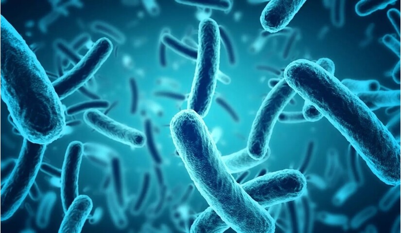 Vi khuẩn Bacillus: Trợ thủ của hệ tiêu hóa