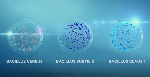 Vi khuẩn Bacillus: Trợ thủ của hệ tiêu hóa