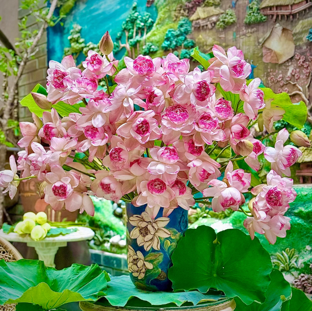 Mê mẩn không gian sống đầy ắp hoa sen của đôi bạn Hà Nội, Hải Phòng