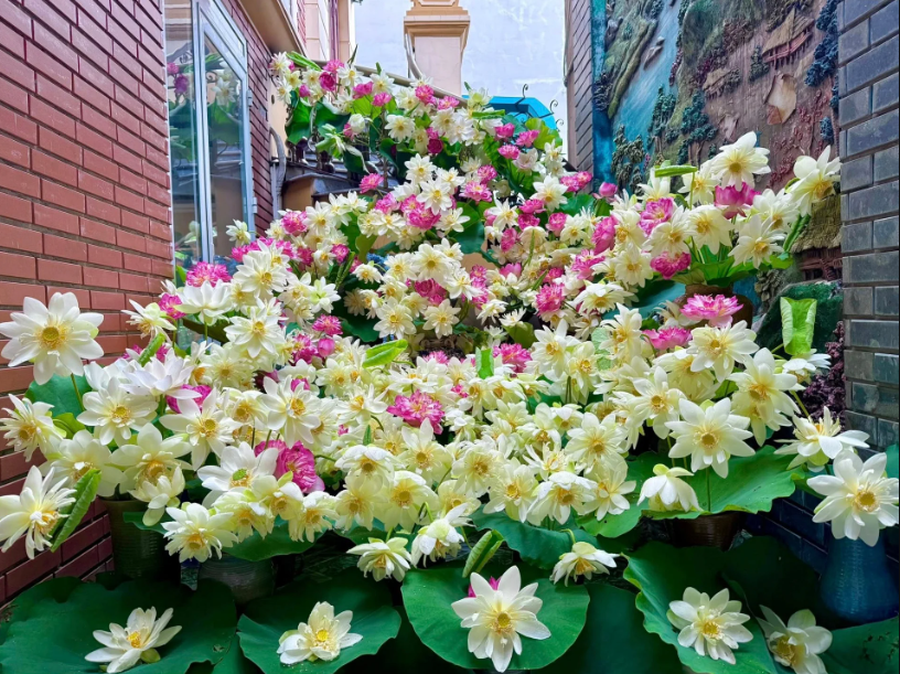 Mê mẩn không gian sống đầy ắp hoa sen của đôi bạn Hà Nội, Hải Phòng
