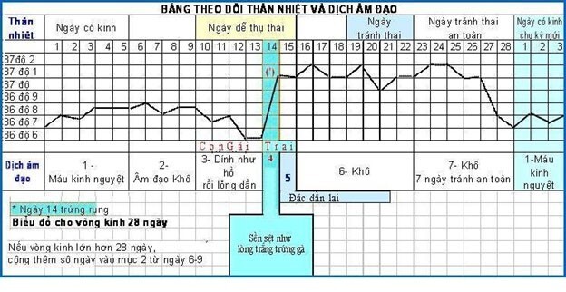 Que thử rụng trứng dùng khi nào? Cách sử dụng đúng và hiệu quả