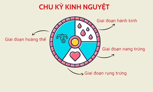Có thể bạn chưa biết: Rụng trứng bao lâu thì có kinh?