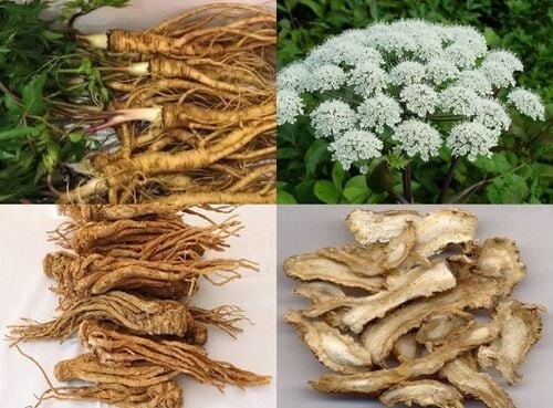 Những thảo dược bổ huyết, hoạt huyết, tăng cường lưu thông máu