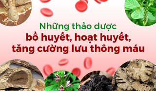 Những thảo dược bổ huyết, hoạt huyết, tăng cường lưu thông máu