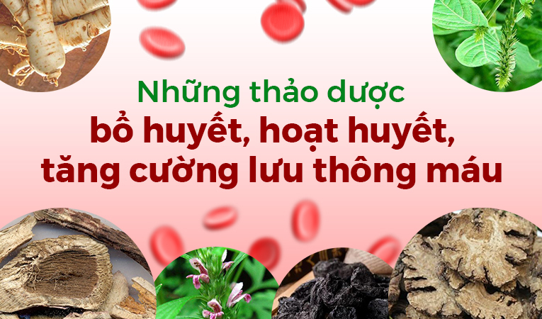 Những thảo dược bổ huyết, hoạt huyết, tăng cường lưu thông máu