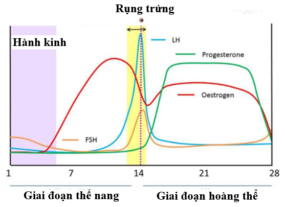 Que thử rụng trứng có sai không? Cách sử dụng để tránh sai sót