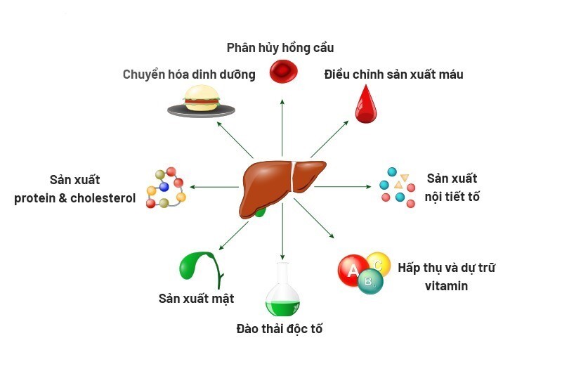 Muốn bảo vệ gan, giải độc gan: Cần bắt đầu từ đâu?