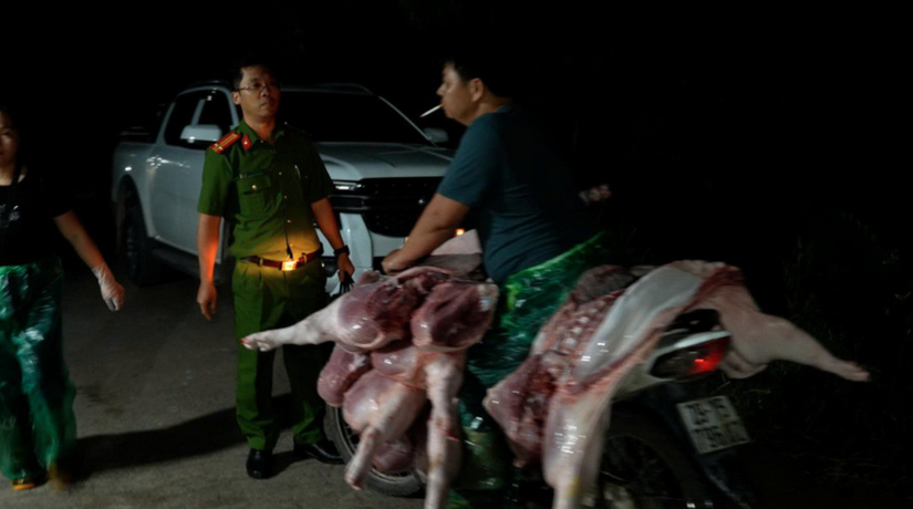 Triệt phá đường dây giết mổ, tiêu thụ thịt lợn nhiễm dịch tả lợn châu Phi
