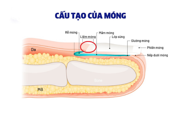 Móng tay giòn dễ gãy là bệnh gì, thiếu chất gì? 