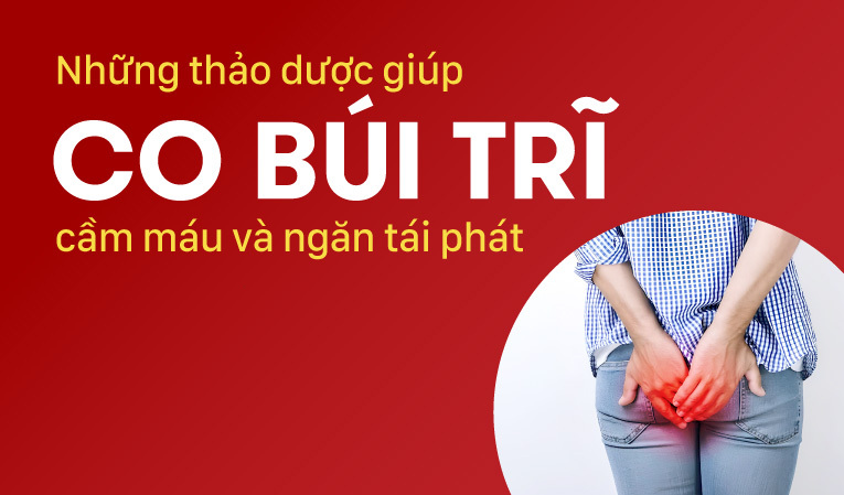 Những thảo dược giúp co búi trĩ, cầm máu và ngăn tái phát