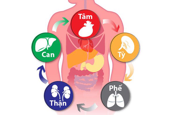 Đau nhức xương khớp có liên quan đến chức năng can thận suy yếu