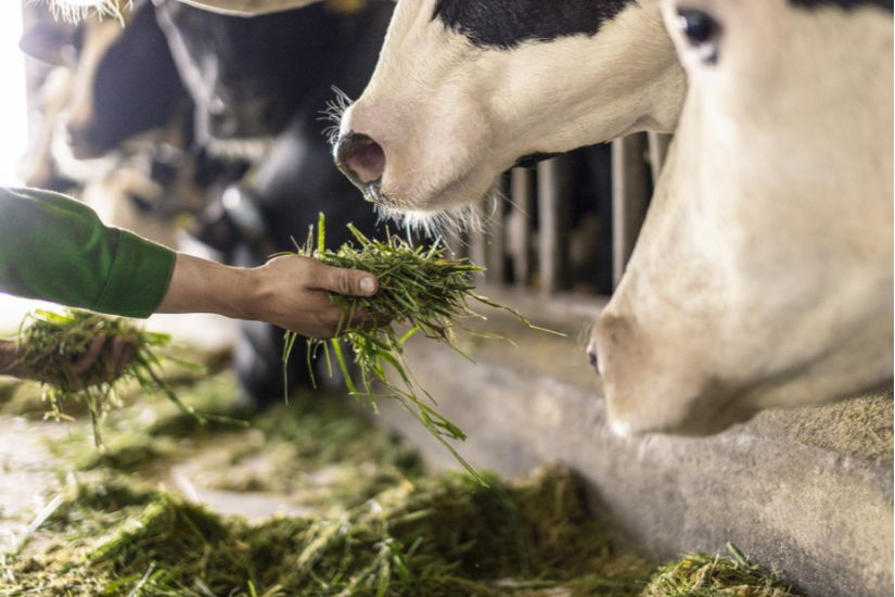 Vinamilk “Mở khóa tự nhiên” tại Green Farm: Mô hình sinh thái truyền cảm hứng doanh nghiệp