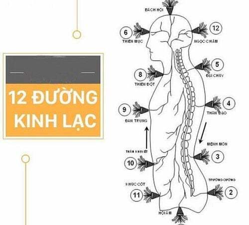 14 vị thuốc quý giúp thông kinh lạc, mạnh gân cốt cho bệnh xương khớp