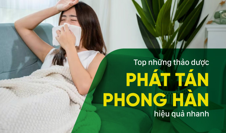 Top những thảo dược phát tán phong hàn, giải cảm nhanh