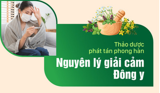 Thảo dược phát tán phong hàn – Nguyên lý giải cảm trong Đông y