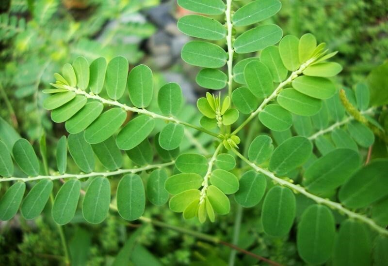 Bí quyết mát gan giải độc gan ngay tại nhà, ai cũng làm được