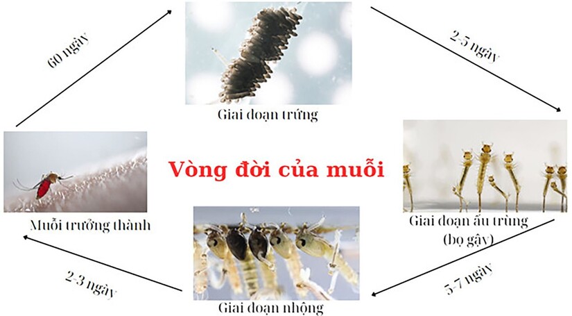 Tại sao đuổi muỗi mãi không xong? Nguyên nhân và cách xử lý đúng