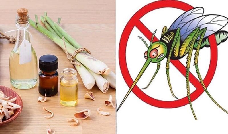 Đuổi muỗi hiệu quả Giải pháp an toàn cho gia đình trong mùa dịch bệnh