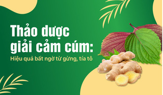 Thảo dược giải cảm cúm: Hiệu quả bất ngờ từ gừng, tía tô
