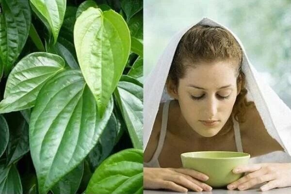 Top 10 thảo dược dễ kiếm giúp giảm nghẹt mũi - Tác dụng và cách dùng