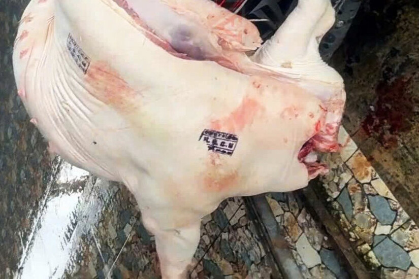 Phát hiện và tiêu hủy hơn 840kg thịt nhiễm dịch tả lợn Châu Phi