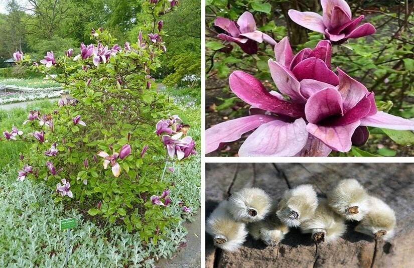 Dị ứng thời tiết gây sổ mũi, nghẹt mũi: Chớ xem nhẹ!