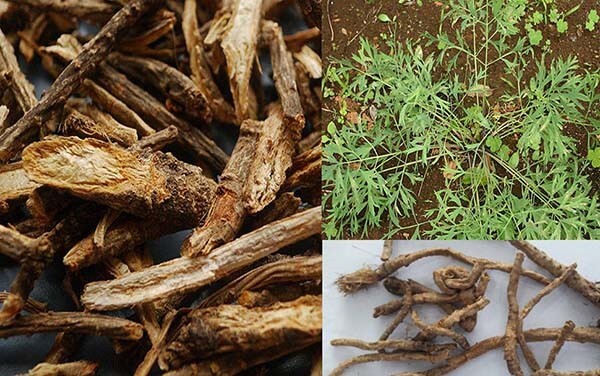 Thuốc trị sổ mũi và thuốc cảm cúm: Đừng nhầm lẫn!