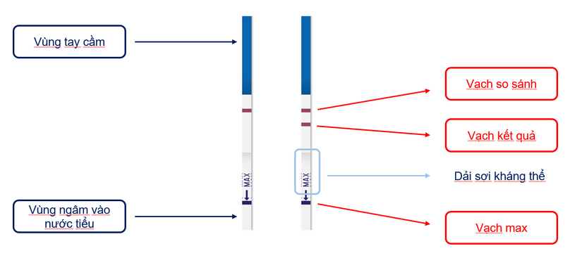 Có thai hay chưa? Đừng bỏ lỡ hướng dẫn sử dụng que thử thai chuẩn xác