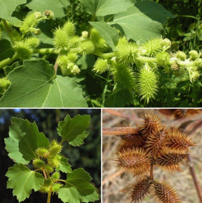 Bị dị ứng thời tiết nhẹ: Làm sao để không bị sổ mũi, nghẹt mũi nữa?