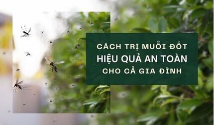 Cách trị muỗi đốt hiệu quả, an toàn cho cả gia đình